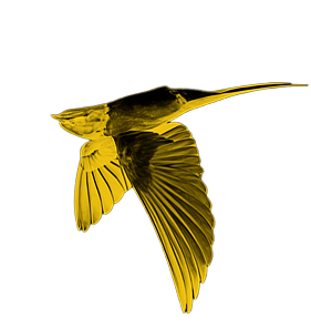 Bird 2