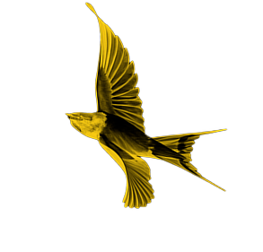 Bird 3