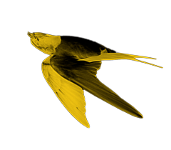 Bird 4